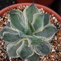 4" Pot Agave Potatorum Tradewind Variegated (Exotic cultivar rare succulent plant)