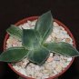 4" Pot Agave Potatorum Tradewind Variegated (Exotic cultivar rare succulent plant)