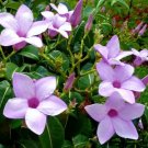 50 Seeds Cryptostegia Grandiflora (Rare rubber vine purple allamanda flower seed)