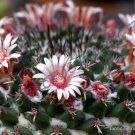 20 SEEDS MAMMILLARIA MAGNIMAMMA (Exotic rare cactus cacti plant seeds)