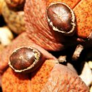 15 SEEDS LITHOPS FULVICEPS (Exotic living stones rare ice succulent plant seed)