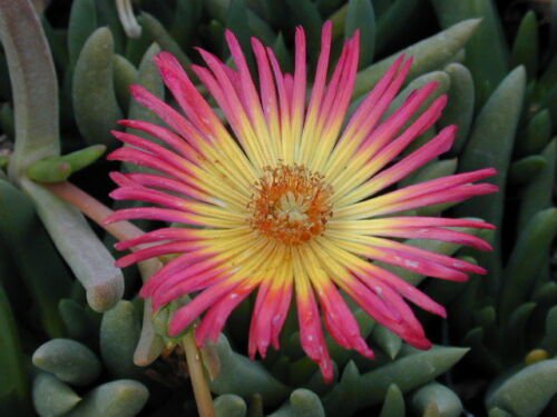 50 SEEDS Cephalophyllum Regale (Rare mesembs exotic succulent living stones rock)