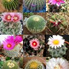 15 SEEDS EXOTIC ECHINOCACTUS MIX (Variety flowering barrel cactus rare cacti seed)
