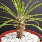 4" Pot Pachypodium Geayi (Rare madagascar palm plant cactus cacti caudex bonsai)