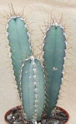 100 SEEDS CEREUS VALIDUS (Grafted cacti night flower cactus seed)