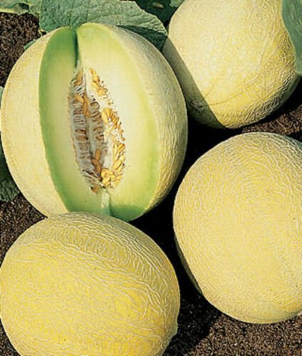 100 SEEDS Honeydew Melon Dulce (Sweet exotic fruit seed)