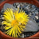 20 SEEDS RARE PLEIOSPILOS SIMULANS (Succulent mesembs rock living stones seed) 20 SEEDS RARE PLEIOSPILOS SIMULANS (Succulent mesembs rock living stones seed)