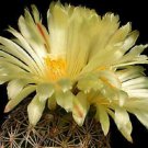 15 SEEDS Coryphantha Radians (Rare cactus seed cacti)