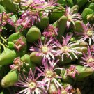20 SEEDS Gibbaeum Gibbosum (Living stones exotic rare mesembs rocks cactus seed)