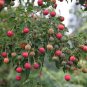50 SEEDS RARE CORNUS KOUSA (Chinese dogwood tree white flowers red fruit seed)