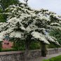 50 SEEDS RARE CORNUS KOUSA (Chinese dogwood tree white flowers red fruit seed)