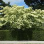 50 SEEDS RARE CORNUS KOUSA (Chinese dogwood tree white flowers red fruit seed)