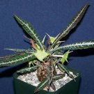 20 SEEDS Dorstenia Lanzifolia (Rare succulents seed)