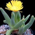 20 SEEDS Glottiphyllum Regium (Rare living stones ice plant exotic mesembs seed)