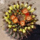 10 SEEDS Ferocactus Wislizenii Candy Barrel (Cactus Fishhook cacti succulent seed) 10 SEEDS Ferocactus Wislizenii Candy Barrel (Cactus Fishhook cacti succulent seed)