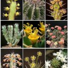 50 SEEDS EUPHORBIA VARIETYMIX (Exotic succulentrare cactus plant seed cacti)