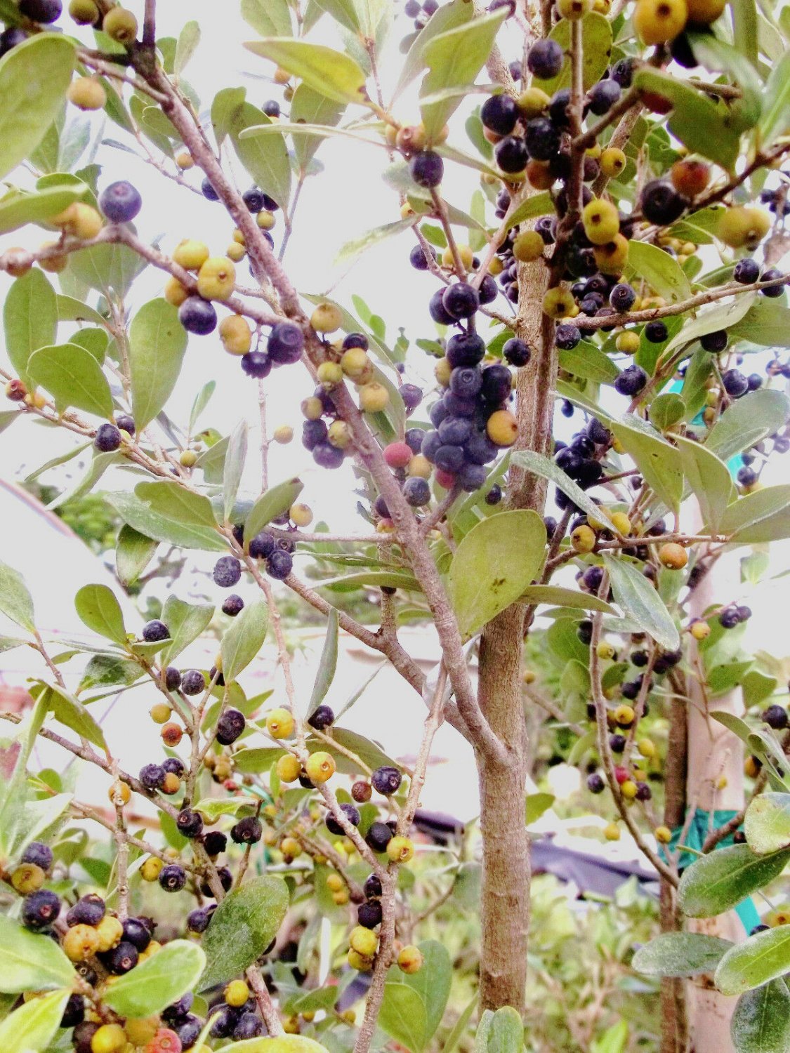 10 Seeds Spanish Stopper Eugenia Foetida (Florida native wild tree bonsai seed)
