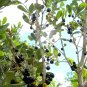 10 Seeds Spanish Stopper Eugenia Foetida (Florida native wild tree bonsai seed)