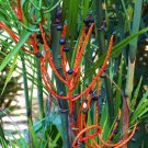 50 Seeds Chamaedorea Seifrizii Bamboo Palm Reed (Palms ornamental home plant seed)