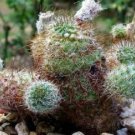 50 SEEDS Frailea Gracillina Horstii (Exotic cacti rare flowering bonsai seed)