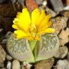 30 SEEDS RARE LITHOPS GEYERI (Living stones exotic mesembs rocks succulent seed)