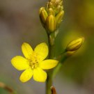 20 SEEDS BULBINE SEMIBARBATA (Rare leek lily wild onion succulent flowering seed)