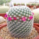 20 SEEDS RARE MAMMILLARIA ELEGANS (Exotic cacti pincushion cactus seed)
