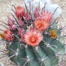 10 SEEDS Ferocactus Peninsulae Barrel Cactus Cacti Rare Echinocactus