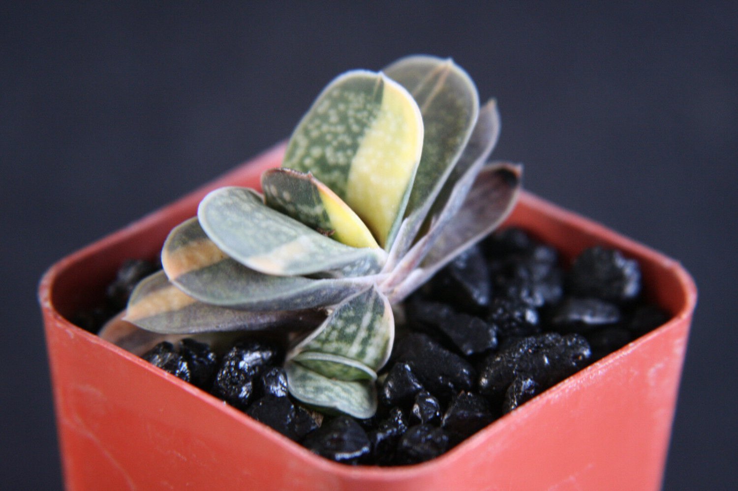 2" POT GASTERIA GRACILIS VARIEGATED (Exotic rare succulent haworthia cacti plant)