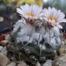 10 SEEDS Turbinicarpus Schmiedickeanus (Rare cactus seed)