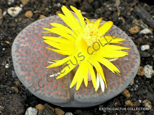 15 SEEDS RARE LITHOPS FULVICEPS (Exotic living stones rare succulent plant seed)
