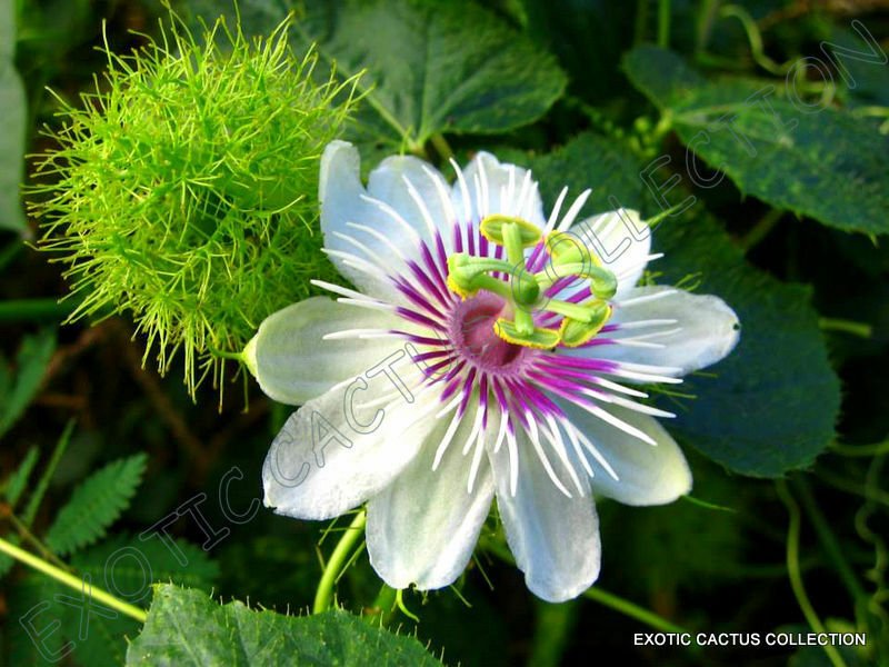 10 SEEDS STINKING PASSIONFLOWER (Passiflora foetida passionfruit flowering seed)