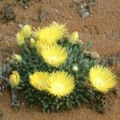 20 SEEDS Cheiridopsis Namaquensis (Rare mesembs living stones exotic cactus seed)