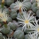 15 SEEDS Conophytum Karamoepense (Rare mesemb cacti seed)
