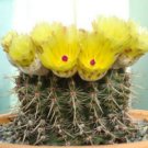 100 SEEDS Notocactus Submamulosus (Parodia globular flowering rare cactus seed)