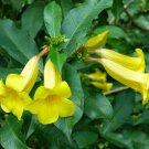 10 Seeds Allamanda Neriifolia (Rare golden trumpet shrub flowering bush vine seed)