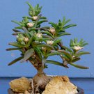 100 SEEDS Delosperma Napiforme (Mestoklema macrorrhizum bonsai mesemb plant seed)