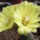15 SEEDS Frailea Gracillina (Cacti rare cactus aloe seed)
