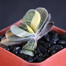 2" POT GASTERIA GRACILIS VARIEGATED (Exotic rare succulent haworthia cacti plant)