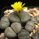 30 SEEDS LITHOPS TERRICOLOR (Rare mesembs exotic succulent living stones cactus)
