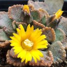 15 SEEDS TITANOPSIS FULLERI (Rare living stones mesembs succulent ice plant seed) 15 SEEDS TITANOPSIS FULLERI (Rare living stones mesembs succulent ice plant seed)