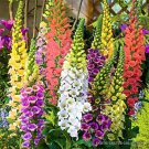15 SEEDS DIGITALIS PURPUREA (Giant spotted foxglove exotic rare flowering seed) 15 SEEDS DIGITALIS PURPUREA (Giant spotted foxglove exotic rare flowering seed)