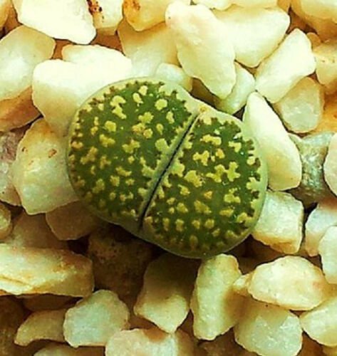 30 SEEDS Lithops Salicola Maculate Form (Exotic living stones ice succulent seed)