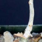 15 Seeds Commiphora Wightii (Caudex rare bonsai seed)