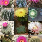 15 SEEDS ECHINOCACTUS MIX (Variety exotic barrel cactus rare flowering cacti seed) 15 SEEDS ECHINOCACTUS MIX (Variety exotic barrel cactus rare flowering cacti seed)