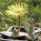 50 SEEDS Cheiridopsis Peculiaris (Rare mesembs living stones exotic cactus seed)