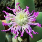50 SEEDS Gibbaeum Shandii (Living stones exotic rare mesembs rock cactus seed)