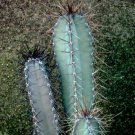 100 SEEDS Cereus Forbesii (Grafted cacti night flower cactus seed)