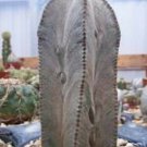 50 SEEDS Astrophytum Columnare (Exotic columnar cacti rare collector cactus seed) 50 SEEDS Astrophytum Columnare (Exotic columnar cacti rare collector cactus seed)