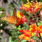 10 Seeds Caesalpinia Pulcherrima (Flowering Dwarf Poinciana Pride of Barbados)